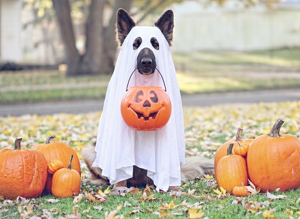 Hera, the Ghost Guard Dog, dressed as a Halloween ghost with a pumpkin candy bucket